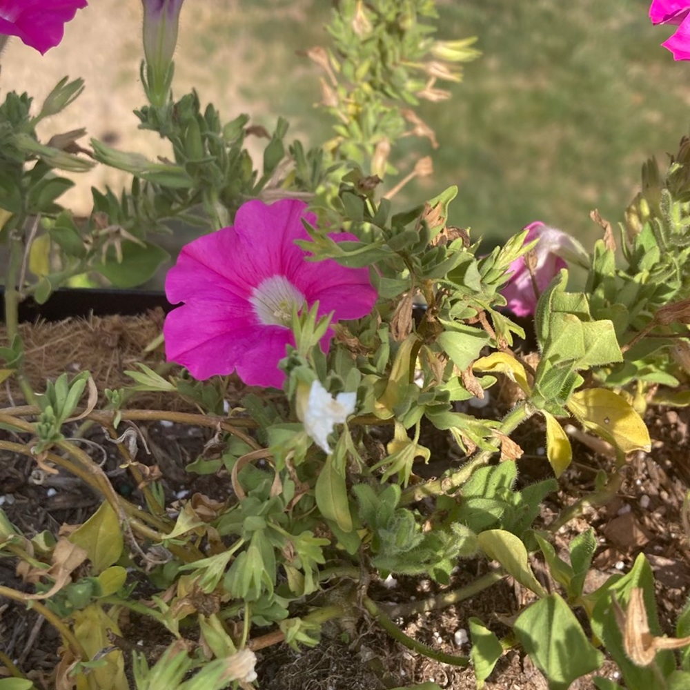 Meet your Posher, Emilee